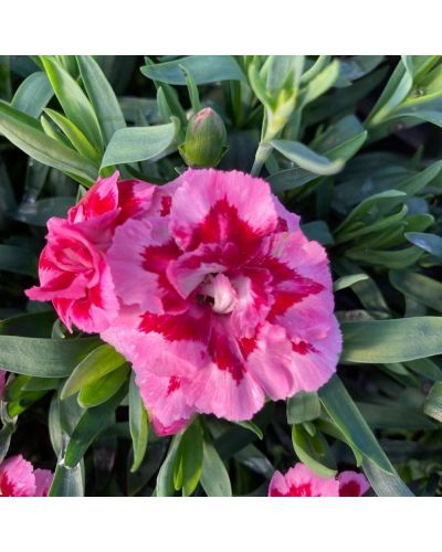 Œillet Dianthus Vivace Sunflor Esta - Panaché