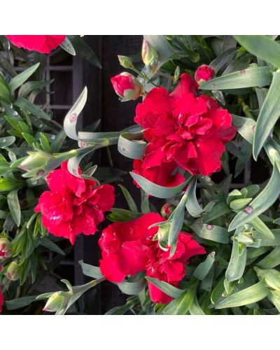 Œillet Dianthus Vivace Cherry - Mauve