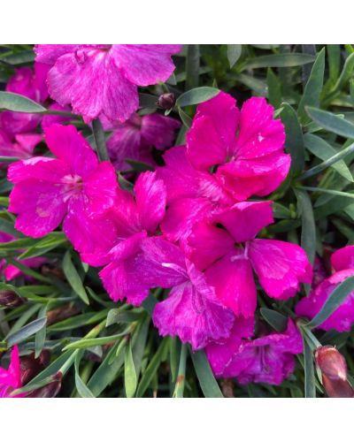 Œillet Dianthus Vivace Kahori - Mauve