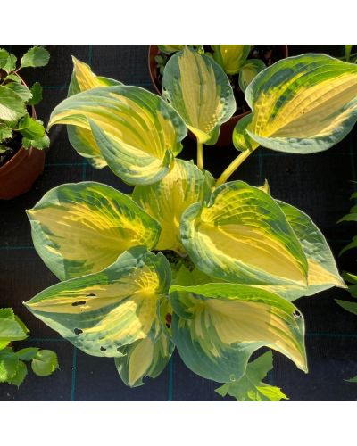 Hosta - Funkia Vivace Snow Cap - Jaune