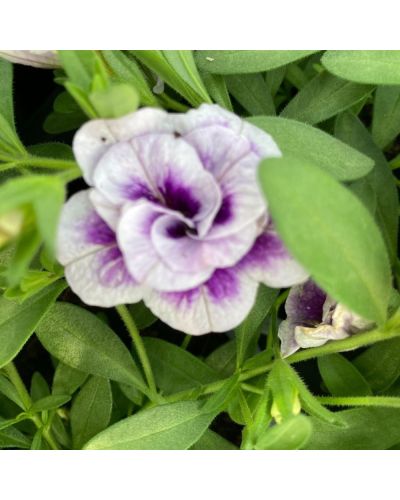 Calibrachoa Annuelle MiniFamous Uno Double Lavtastic - Lavande