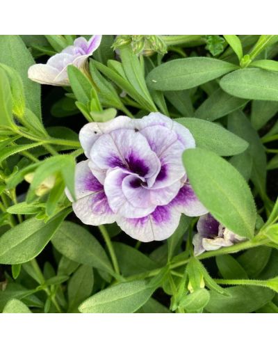 Calibrachoa Annuelle MiniFamous Uno Double Lavtastic - Lavande