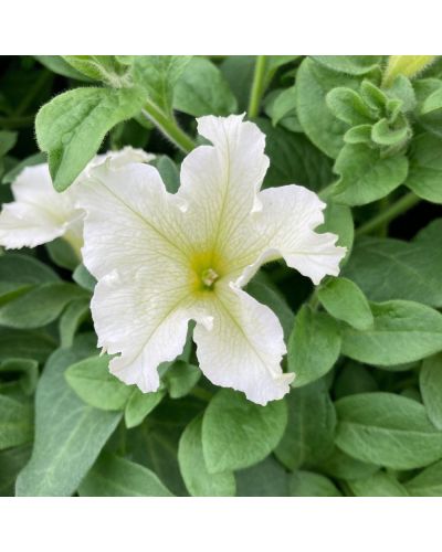 Surfinia Annuelle Littletunia White Grace - Blanc