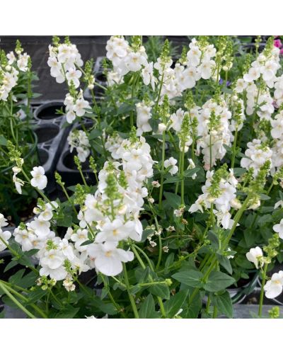 Diascia Annuelle Genta Classic - Blanc