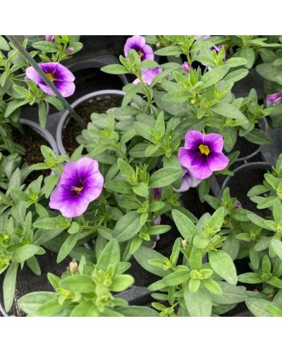 Calibrachoa MiniFamous Uno Blue