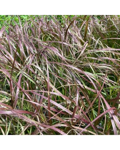 Pennisetum-Herbe-aux-écouvillons Vivace Rubrum - Rose