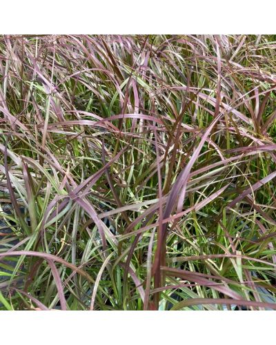 Pennisetum-Herbe-aux-écouvillons Vivace Rubrum - Rose