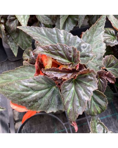 Bégonia summerwings Annuelle Ebony - Orange