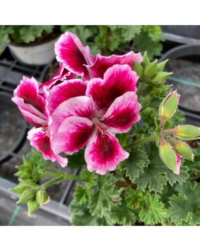 Pelargonium x domesticum Candy flower bicolor