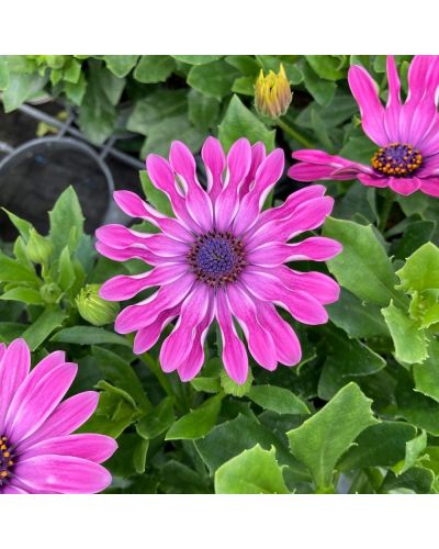 Osteospermum Annuelle Astra Pink Spoon - Rose