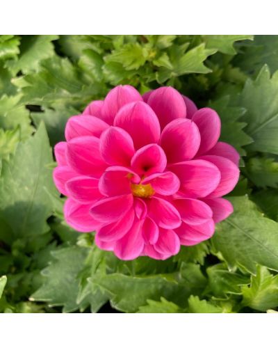 Dahlia dahlietta Annuelle Emily - Rose