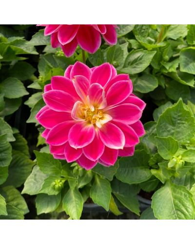 Dahlia dahlietta Annuelle Louise - Rose