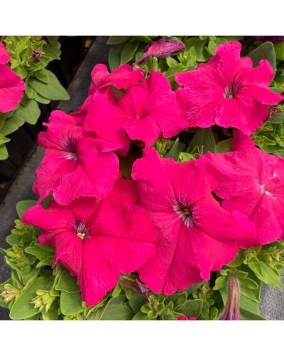 Petunia Droit Annuelle Parade Vein - Rouge