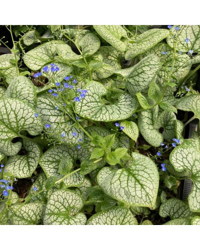 Brunnera Vivace Sea Heart - Bleu