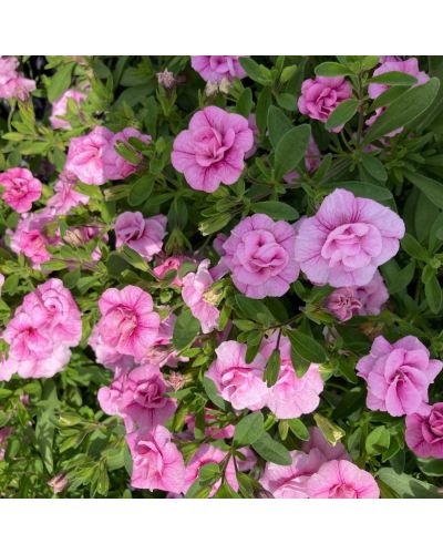 Calibrachoa Annuelle MiniFamous Uno Double Pink