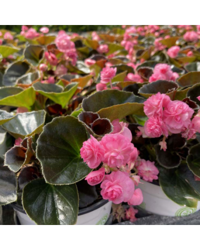 Begonia doublet rose a feuille fonce 