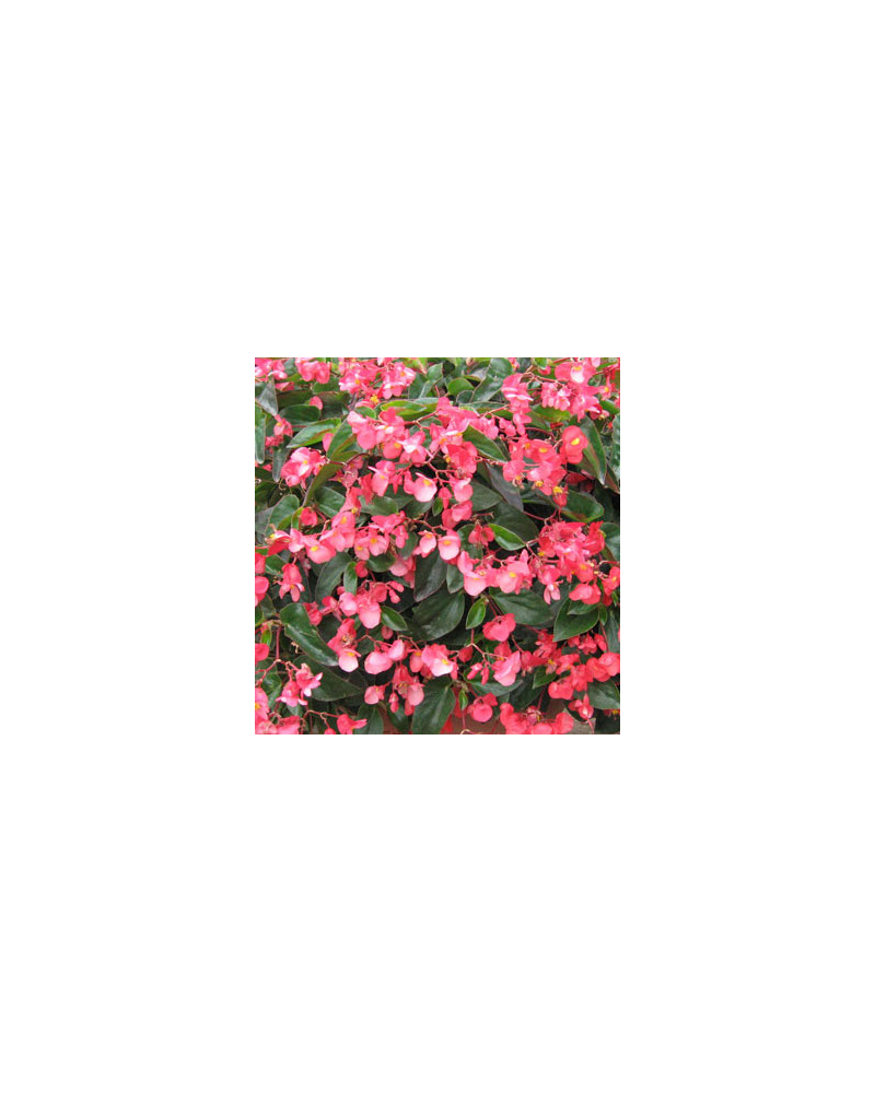 Begonia a Ailes de Dragon rose 