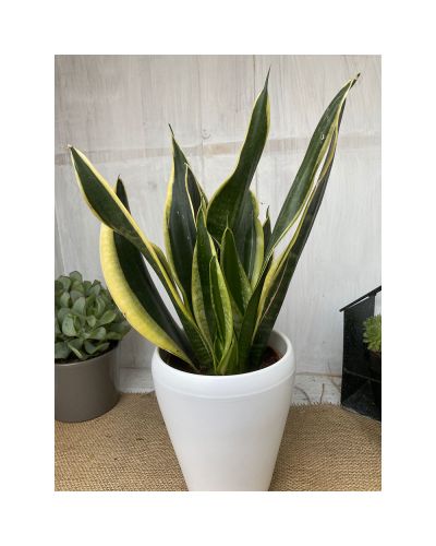 Sanseveria