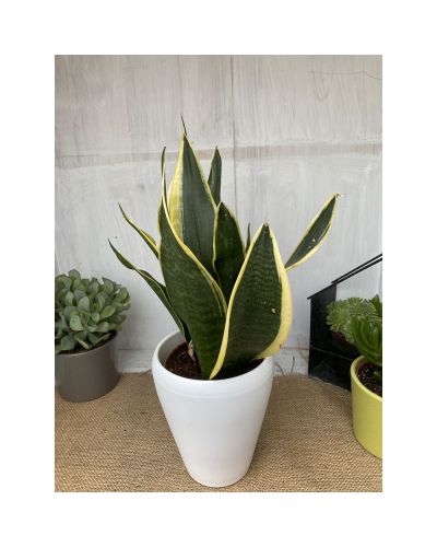 Sanseveria