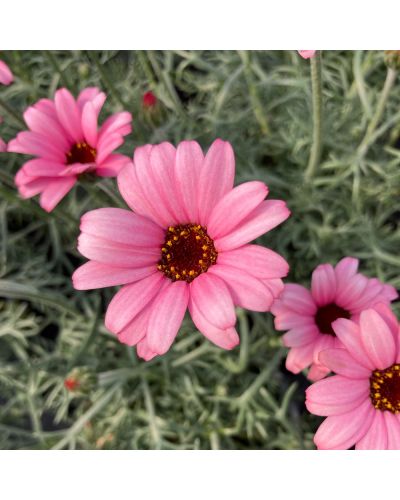 Marguerite africaine Vivace Africa - Rose