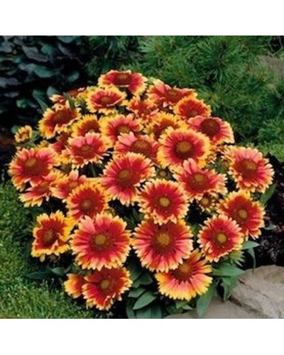 Gaillarde Vivace Arizona Sun - Orange