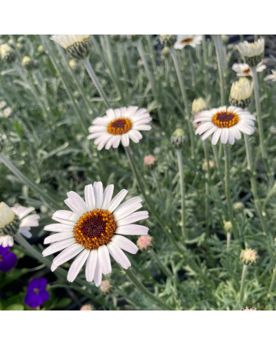 Marguerite africaine Vivace Spring - Blanc