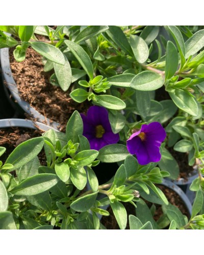 Calibrachoa Annuelle Callie - Bleu Profond