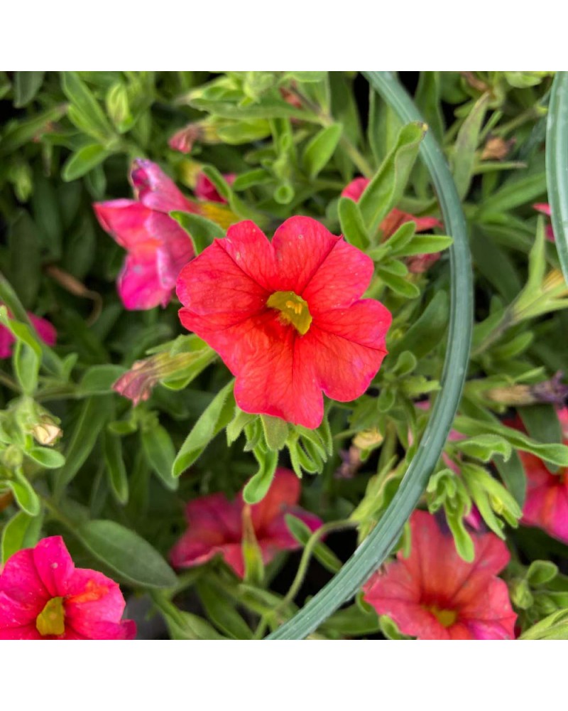 Calibrachoa Annuelle Callie - Orange