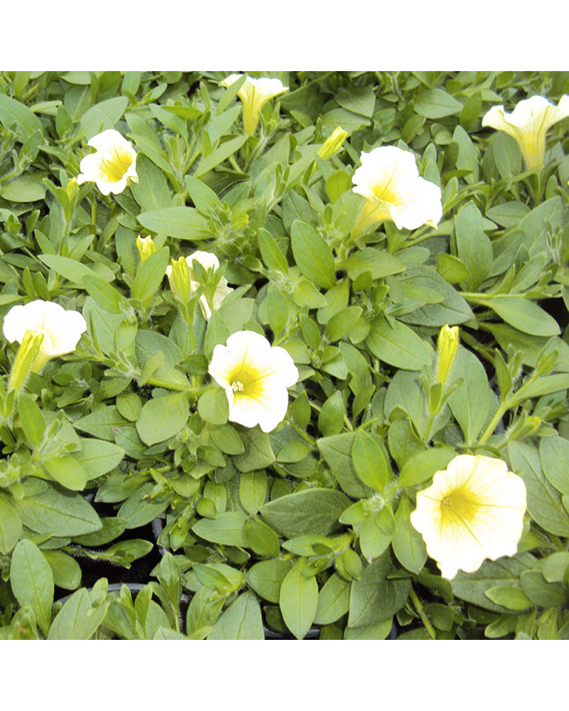 Surfinia Annuelle Littletunia White Grace - Blanc