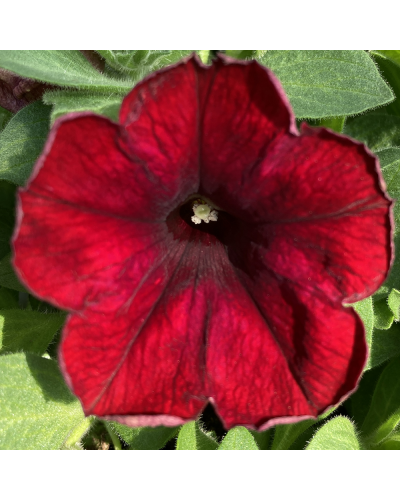 Surfinia Annuelle Supertunia Chocolina - Rouge