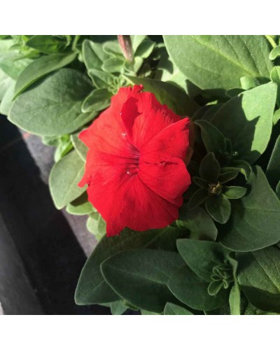 Petunia Droit Annuelle Parade - Rouge