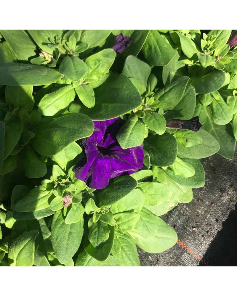 Petunia Droit Annuelle Parade - Bleu