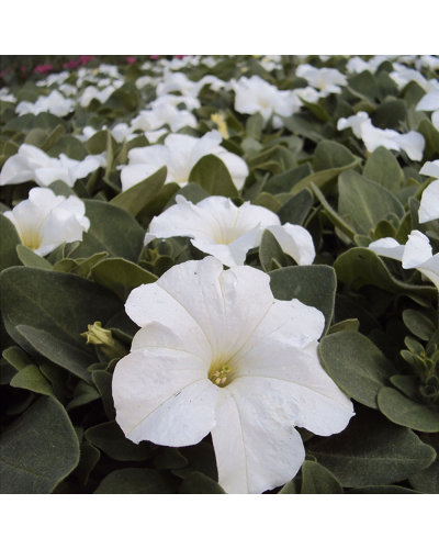 Petunia Droit Annuelle Pacta Parade - Blanc