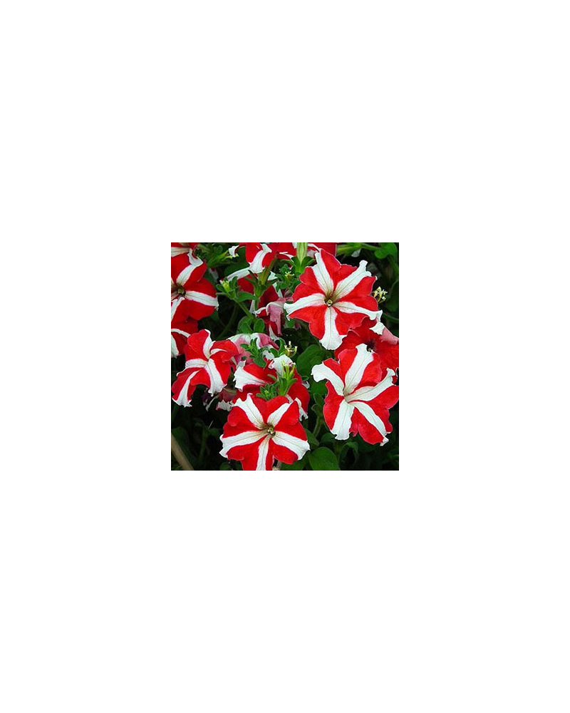 Petunia Droit Annuelle Parade - Rouge et Blanc