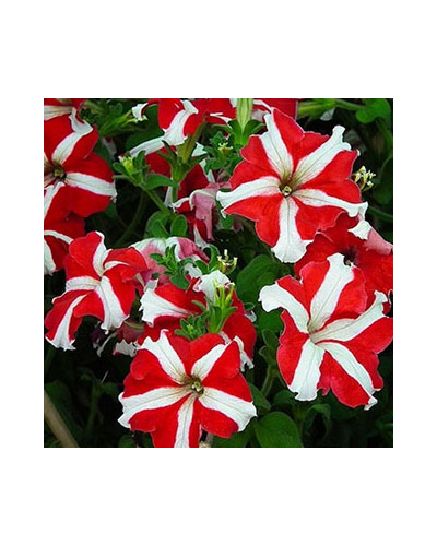 Petunia Droit Annuelle Parade - Rouge et Blanc