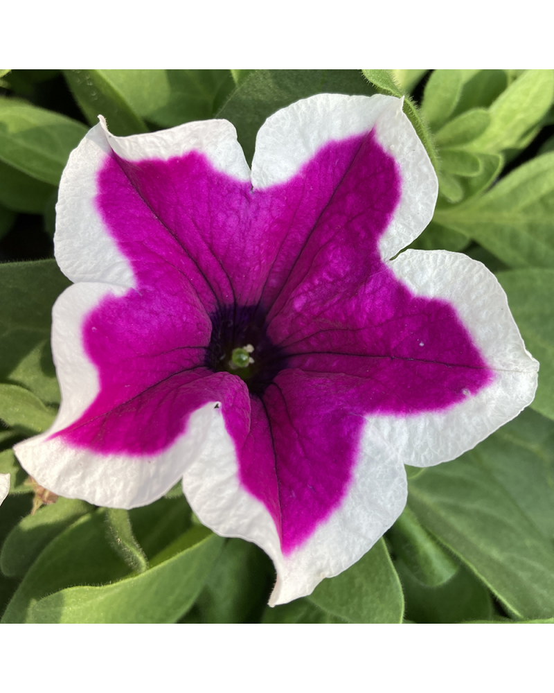 Petunia Droit Annuelle Sanguna Picotee - Mauve