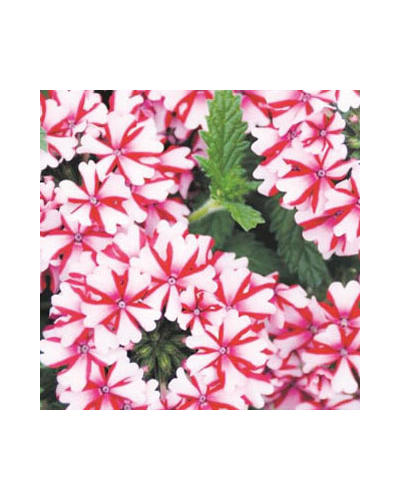 Verveine retombante Annuelle Lanai Candy Cane - Rouge