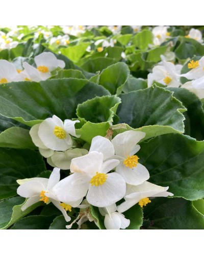 Begonia Megawatt Big Annuelle Megawatt Big - Blanc