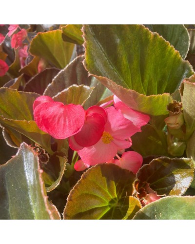 Begonia Megawatt Big Annuelle Megawatt Feuillage Foncé - Rose