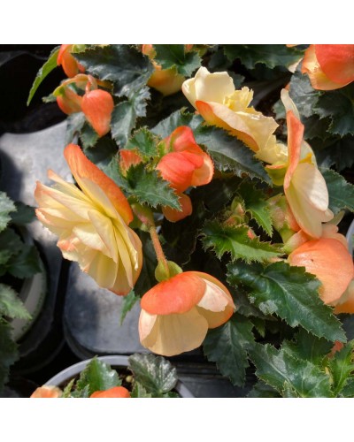 Begonia Pendula Annuelle I Conia Aroma Peach - Orange