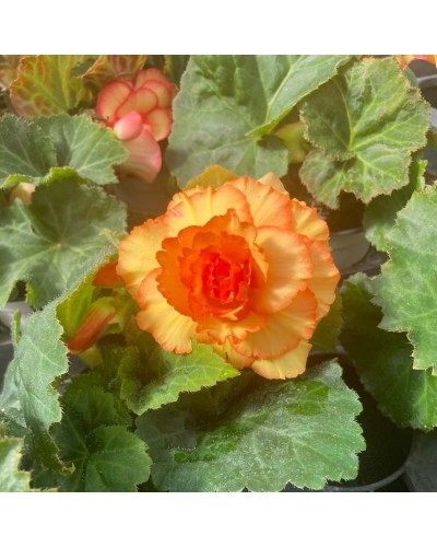 Begonia Tubereux Annuelle Cameleon - Rouge et jaune