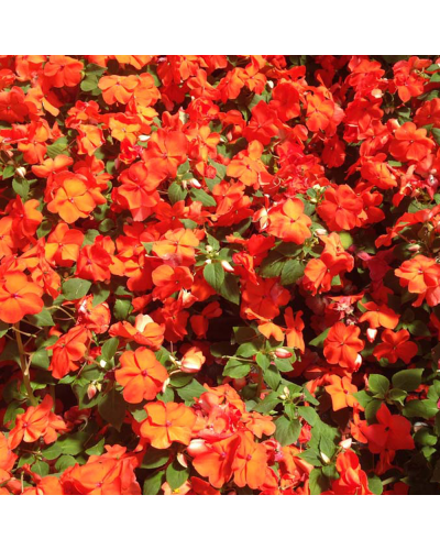 Impatiens Annuelle Walleriana Imara - Orange