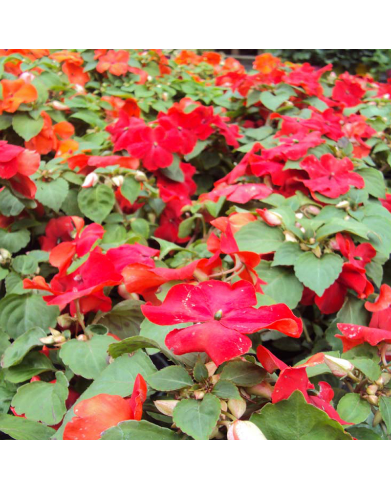 Impatiens Annuelle Walleriana Imara Imp - Rouge