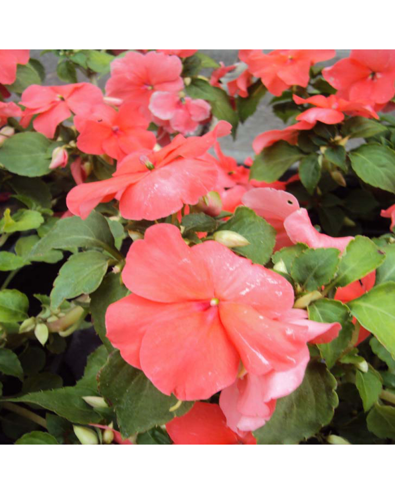 Impatiens Annuelle Xtreme Salmon Imp - Rose