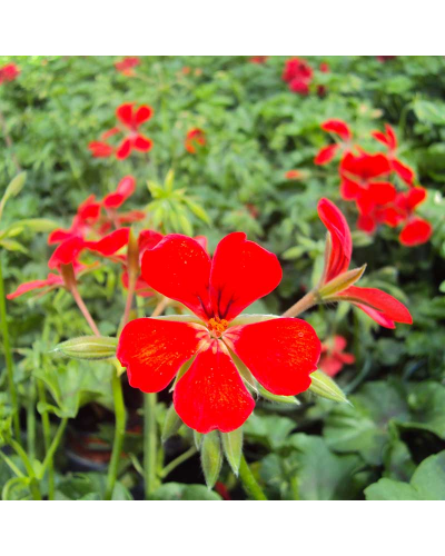 Géranium Retombant Annuelle Red Blizzard - Rouge