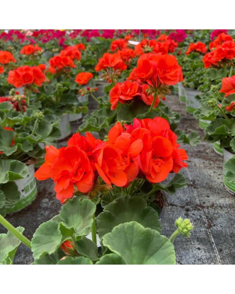 Géranium Droit Annuelle Gloria - Orange