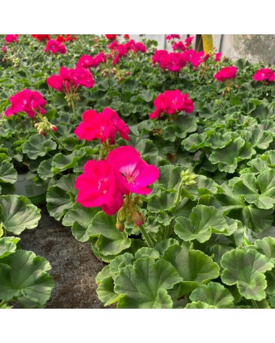 Géranium Droit Annuelle Summer Idols Cerise - Rouge