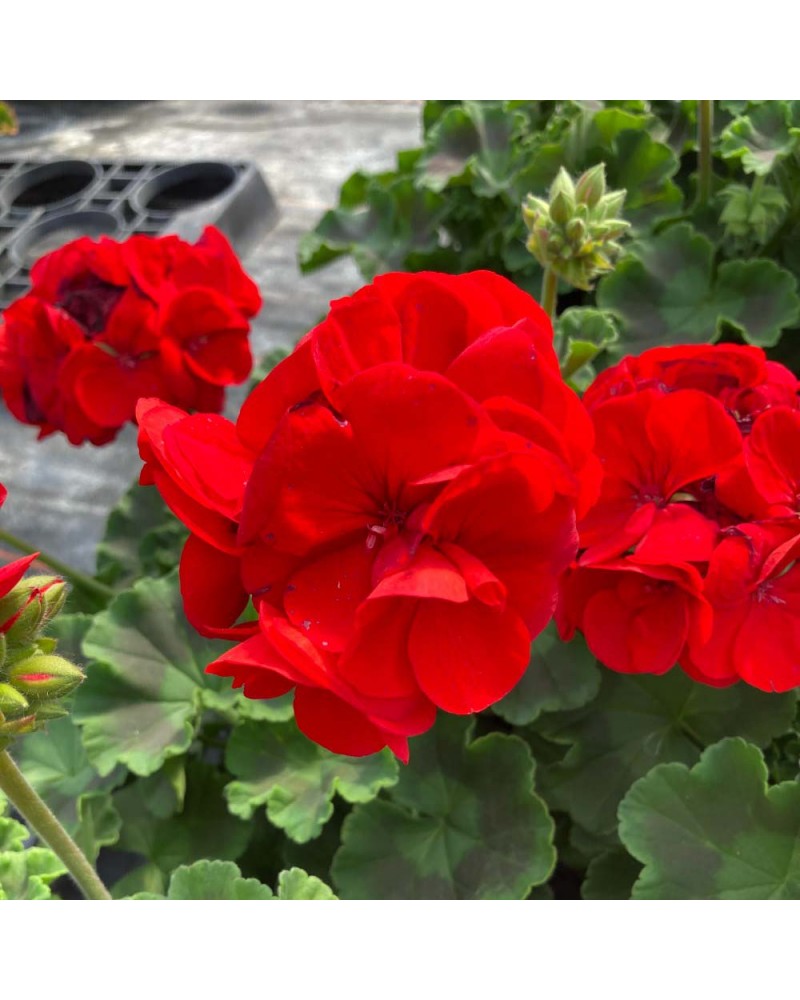 Géranium Droit Annuelle Sarita - Rouge