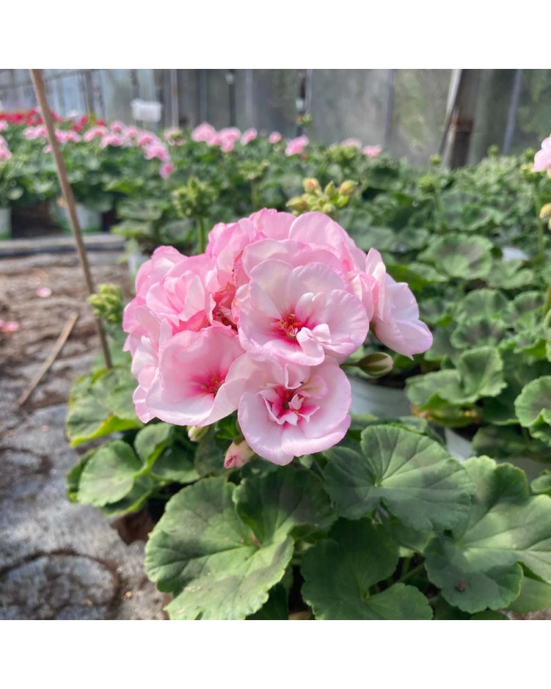 Géranium Droit Annuelle Appleblossom - Rose