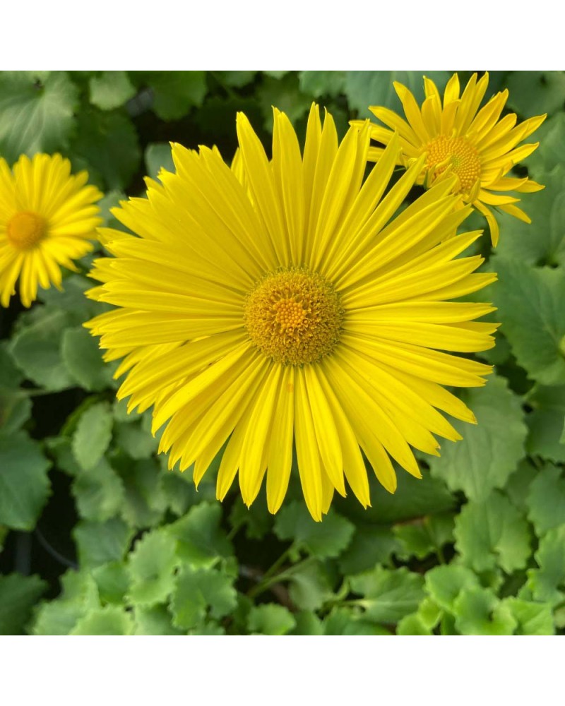 Doronique Vivace Orientale Léonardo - Jaune